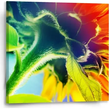 Obraz Sablio Obraz Duhová květina - 50x50 cm