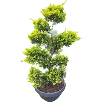 Sazenice Cypřišovec Leylandův 'GOLD RIDER' - BONSAI ,v175cm, kontejner 40l