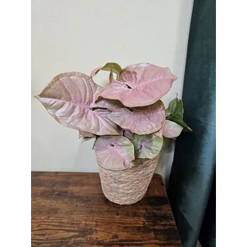 Syngonium Red Heart vhodný na poličku