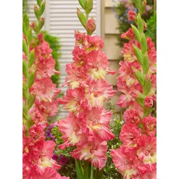 Sazenice MANGO MUSE - LOSOSOVÉ GLADIOLY Množství cibulek v jednom balení: 25 ks