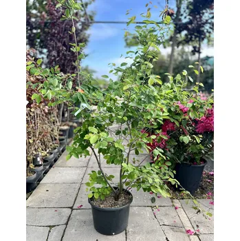 Sazenice Muchovník lamarckův, výška 60-80cm, kontejner