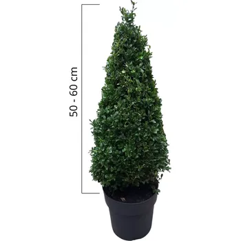 Sazenice Buxus sempervirens KUŽEL výška 50-60cm, kontejner 5l
