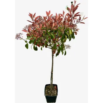 Sazenice Photinia serrulata ´Red Robin´ -na kmínku, kmen 100cm (Blýskavka)
