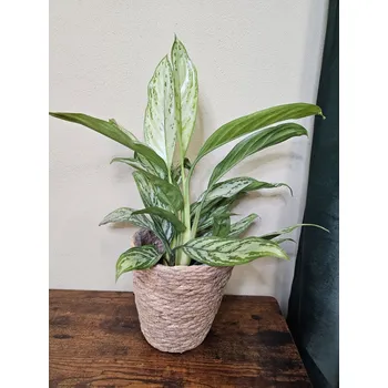 Aglaonema Silver Queen, vhodná dál od okna