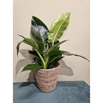 Philodendron Imperial Green, vhodný dál od okna