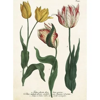 Obálka Přání ST449 B6 + obálka Tulipány