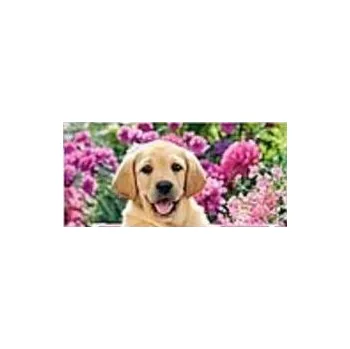 DIAMANTOVÁ MOZAIKA LABRADOR 30X40 CM