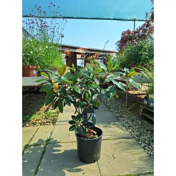 Sazenice Šácholan velkokvětý 'Little Gem´, výška 100cm, kontejner 10l