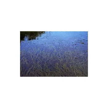 Akvarijní rostlina Vallisneria americana var.americana (balení - koš)