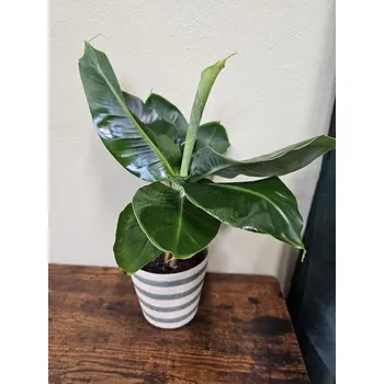 Musa - banánovík, který ocení hodně vody