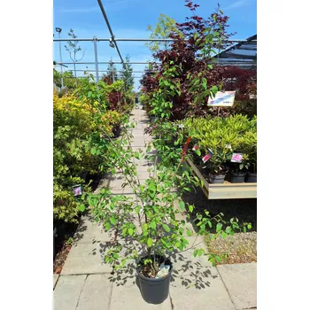 Sazenice Muchovník lamarckův, výška 125-150cm, kontejner