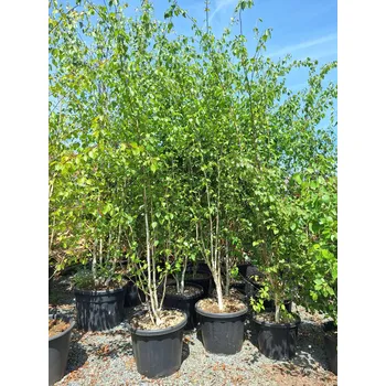 Sazenice Bříza himalájská 'Jacquemontii' , výška 350+, vícekmen, kontejner 70l