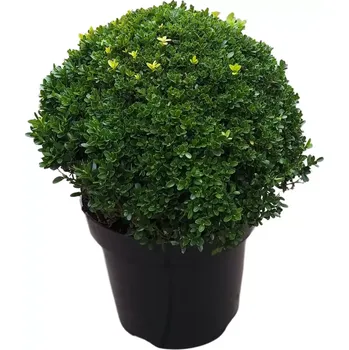Sazenice Buxus sempervirens KOULE průměr 35-40cm, kontejner 10l