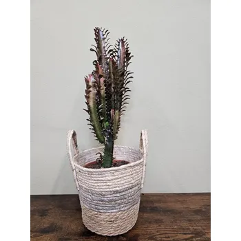 Euphorbia Trig Rubra, kaktus, co má listy