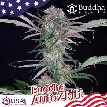 Semeno Buddha Auto Zkitt, 3 ks, Buddha Seeds