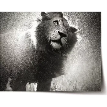 Plakát Sablio Plakát Mokrý lev - 90x60 cm