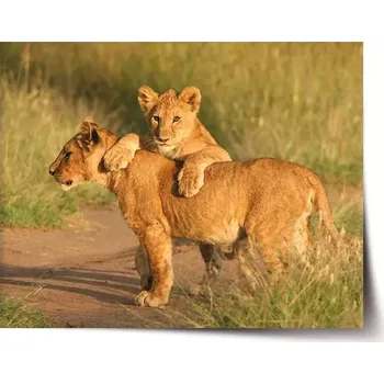 Plakát Sablio Plakát Lvíčata - 60x40 cm