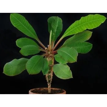 Semeno EUPHORBIA leuconeura "Madagaskarský klenot" 5 semen