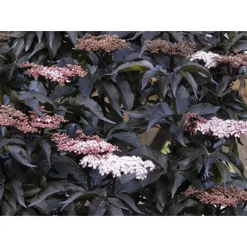 Sazenice Bez černý 'Black Tower' Balení: kontejner C4, Tvar: výška 40-60 cm