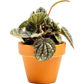 Gardners Peperomia Greyhound, průměr 6 cm Peperomie, pepřinec