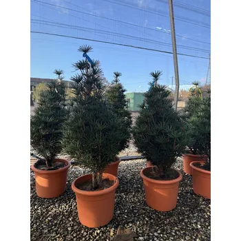 Sazenice 2026 Rezervace / SCIADOPITYS VERTICILLATA " Beauty Green" - Pajehličník /110cm - výška 60/80cm