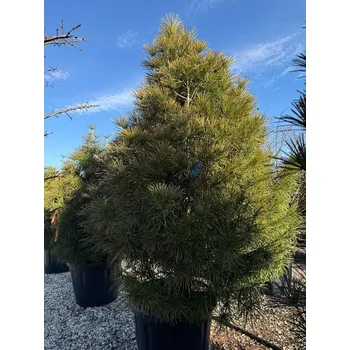 Sazenice 2026 Rezervace / SCIADOPITYS VERTICILLATA " Beauty Green" - Pajehličník /150-170cm - výška 150/170cm