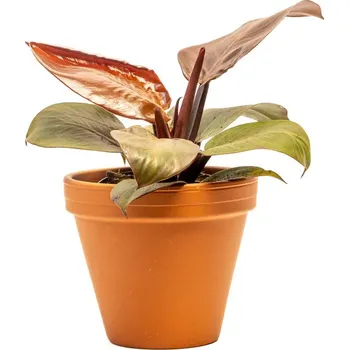 Bytová dekorace Gardners Philodendron Red Cherry, průměr 12 cm Filodendron