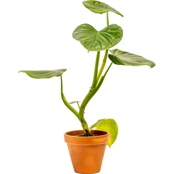 Bytová dekorace Gardners Philodendron Pittieri, průměr 12 cm Filodendron
