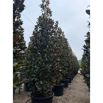 Sazenice 2026 Rezervace / Magnolia grandiflora Extra / Galissonneiere - výška 350/375cm