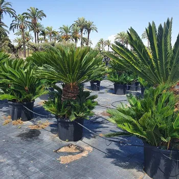 Sazenice 2026 Rezervace / CYCAS REVOLUTA / Multikmen / 85cm / výška 190cm - Více kmenná 85cm