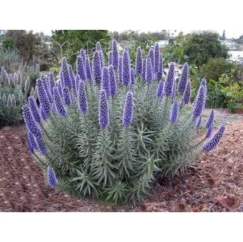 Semeno ECHIUM candicans (fastuosum) "Pýcha Madeiry" 15 semen