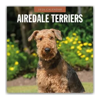Diář Airdale Terriers - Airdale Terrier 2026 - 16-Monatskalender (EN)