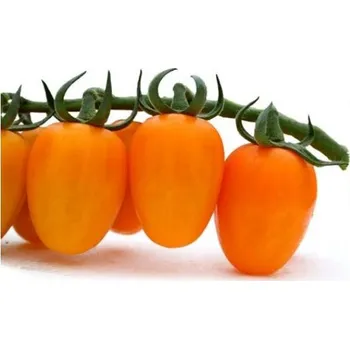 Semeno Vilmorin Rajče tyčkové Kajsa Sweet F1 6 ks