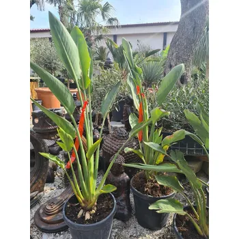 Sazenice 2026 Rezervace / Strelitzia Reginae - 15lt - Reginae 15lt