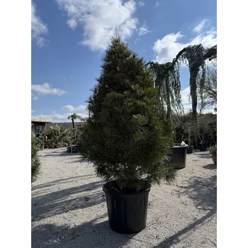 Sazenice 2026 Rezervace / Sciadopitys Verticillata " Beauty Green" - Pajehličník - výška 300cm