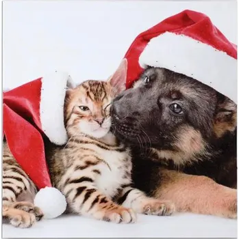 Obraz Svítící LED obraz 30x30cm TORO plátno, kočka pes