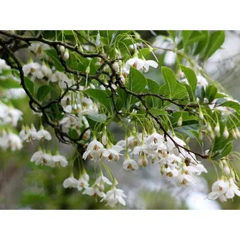 Sazenice Sturač japonský Balení: kontejner C4, Tvar: výška 40-60 cm