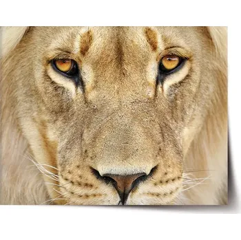 Plakát Sablio Plakát Pohled lvice - 60x40 cm