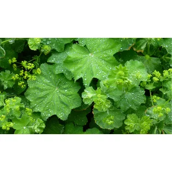 Doplněk stravy Steza Tinktura Kontryhel - FORTE 50 ml