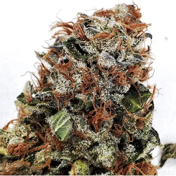 Pěstitelství Buddha Gelato, 10 ks, Buddha Seeds