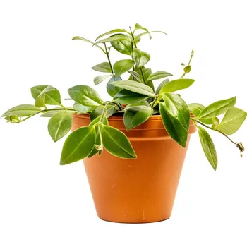 Gardners Aeschynanthus Caro Improved, průměr 12 cm Rděnka