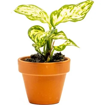 Gardners Aglaonema Perals Variegata, průměr 6 cm Aglaonema, Spící panna