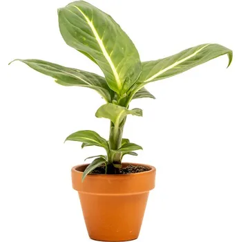 Gardners Dieffenbachia Sterling, průměr 6 cm Difenbachie, mramornatka