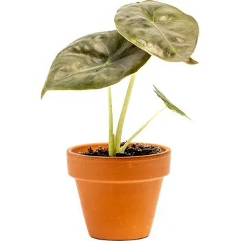 Gardners Alocasia Golden Bone, průměr 6 cm Alokásie, Alokázie