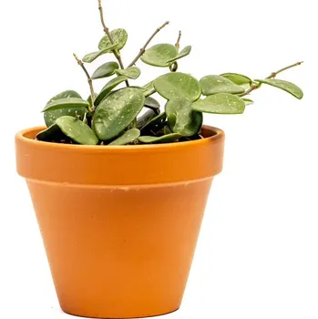 Gardners Hoya Mathilde, průměr 9 cm Hoja, Voskovka