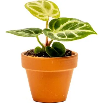 Gardners Anthurium Silver Blush, průměr 6 cm Anturie, Toulitka, Prasečí ocásek