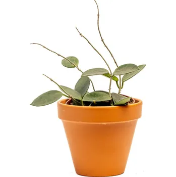 Gardners Hoya Chouke, průměr 9 cm Hoja, Voskovka