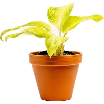 Gardners Aglaonema Citronelle, průměr 12 cm Aglaonema, Spící panna
