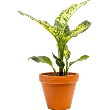 Gardners Dieffenbachia Sublime, průměr 12 cm Difenbachie, mramornatka
