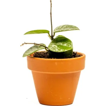 Gardners Hoya Mathilde Splash, průměr 6 cm Hoja, Voskovka